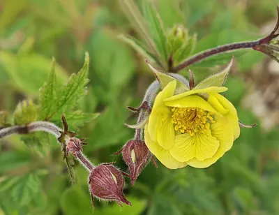 Water Avens