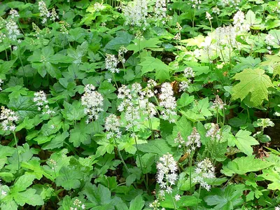 Heartleaved foamflower