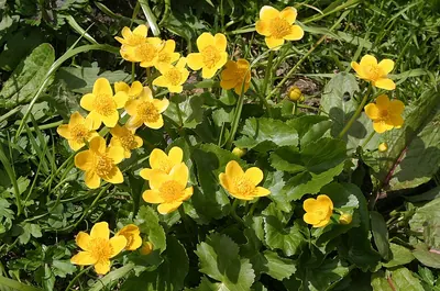 Yellow marsh marigold