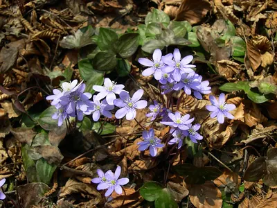 Hepatica