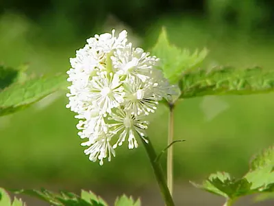 Western red baneberry