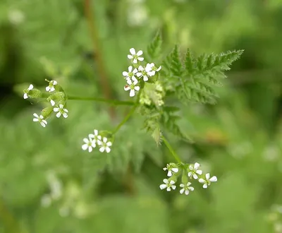 Bur chervil