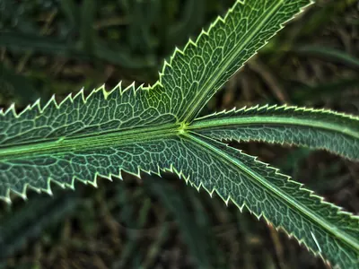 Sickleweed