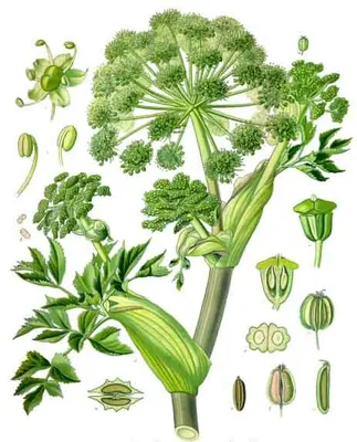 Garden angelica