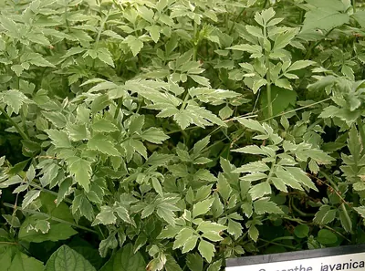 Java waterdropwort