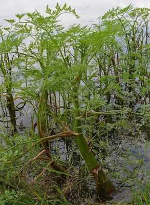 Fine-leaved Water-dropwort