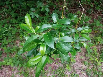Shining Willow