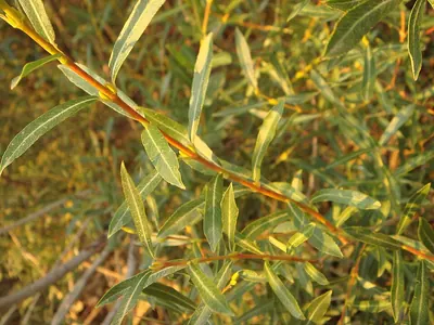 Purple Willow