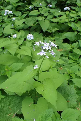 Perennial Honesty