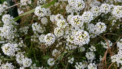 Sweet alyssum