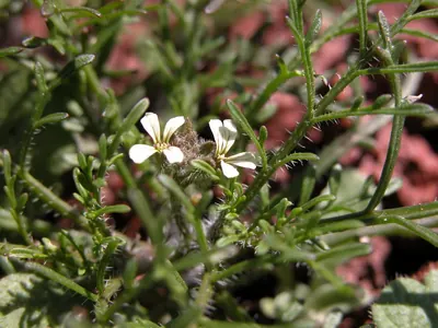 Carrichtera annua