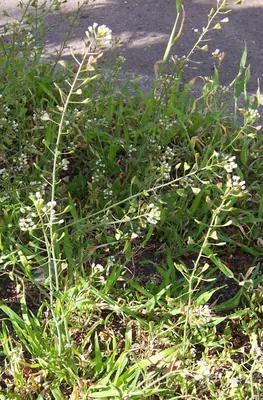 Shepherd's purse