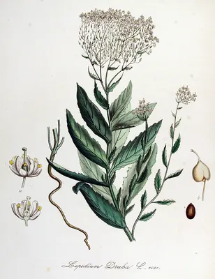 Whitetop
