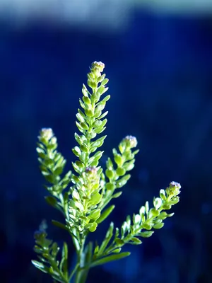 Common pepperweed
