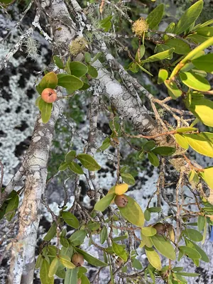 Sebastiania brasiliensis