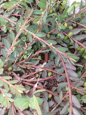 Phyllanthus virgatus