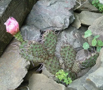 Plains pricklypear