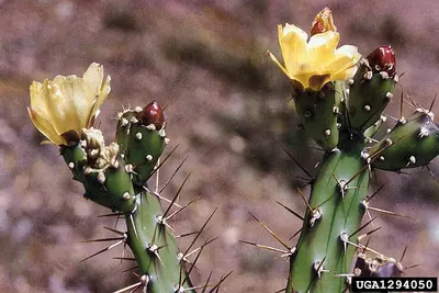 Jointed Pricklypear