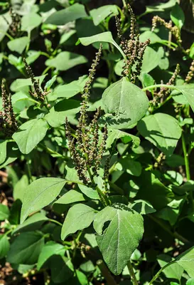 Slender amaranth