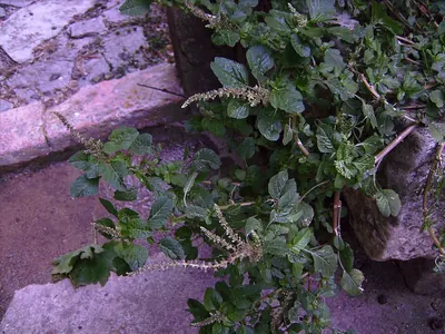 Largefruit amaranth