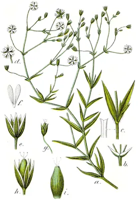 Grassleaf starwort