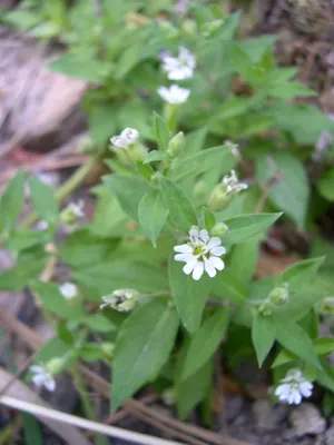 Menzies' campion