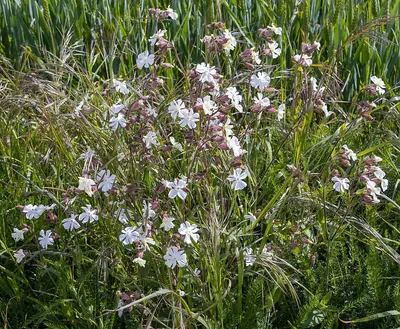 Evening catchfly
