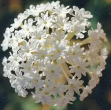 Snowball sand verbena