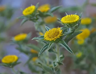 Pallenis spinosa