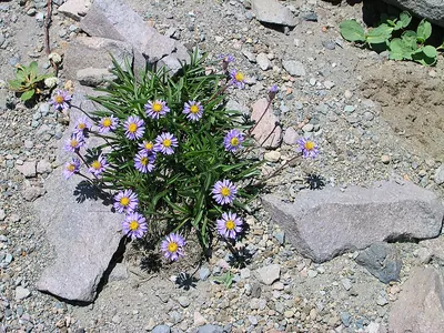 Cascade aster