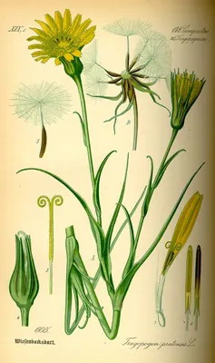 Meadow salsify