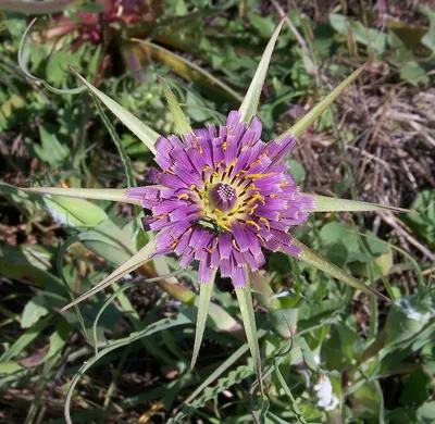 Goat's beard