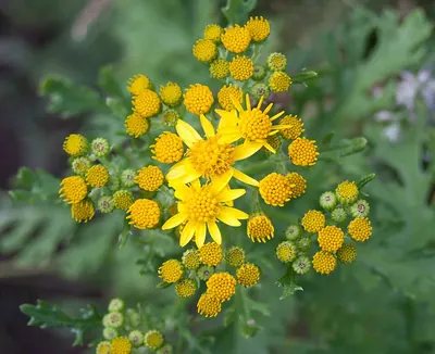 Common Ragwort