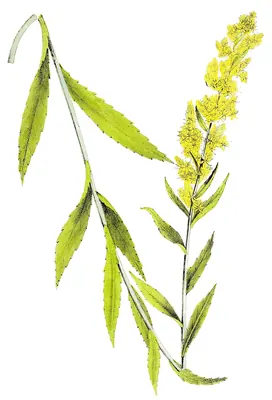 Wand goldenrod