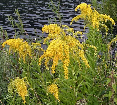 Giant goldenrod
