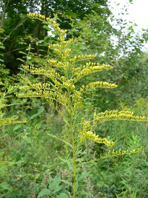 Canada goldenrod