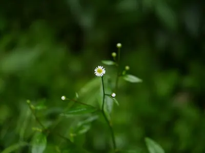 Myriactis nepalensis