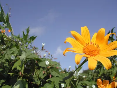 Tree marigold