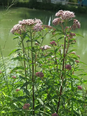 Hemp-agrimony