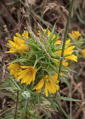 Spanish oyster thistle
