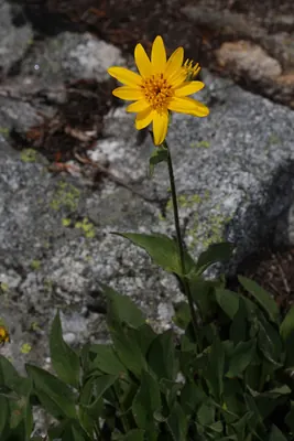Hairy arnica