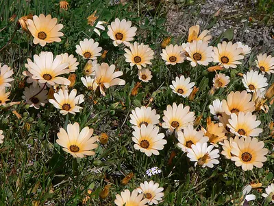 African daisy