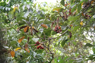 Sterculia