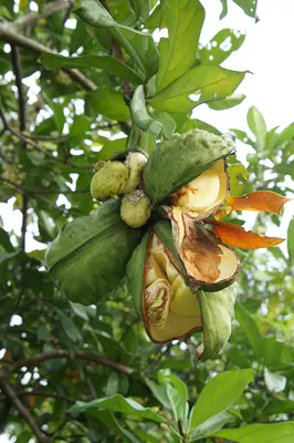 Ghanja kola