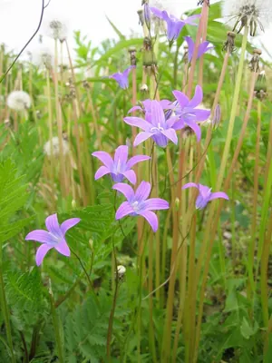 Spreading bellflower