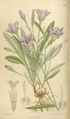 Campanula stevenii