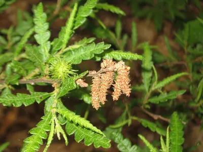 Sweetfern