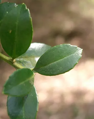 Japanese holly