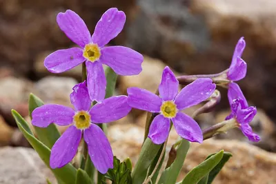Alpine primrose