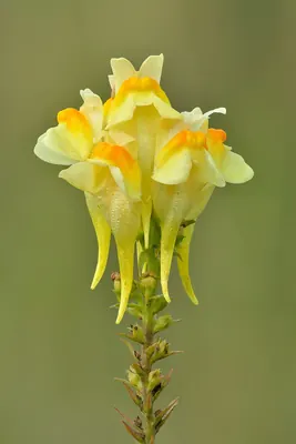 Common Toadflax